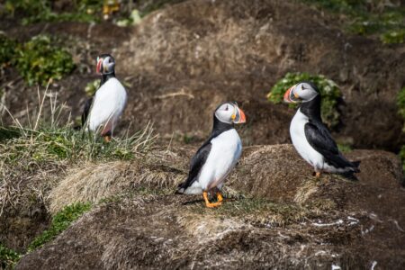 Søpapegøje (Lunde) Safari | Nuuk