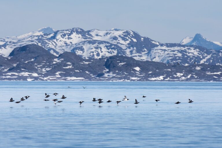 Søpapegøje (Lunde) Safari | Nuuk - Billede 4
