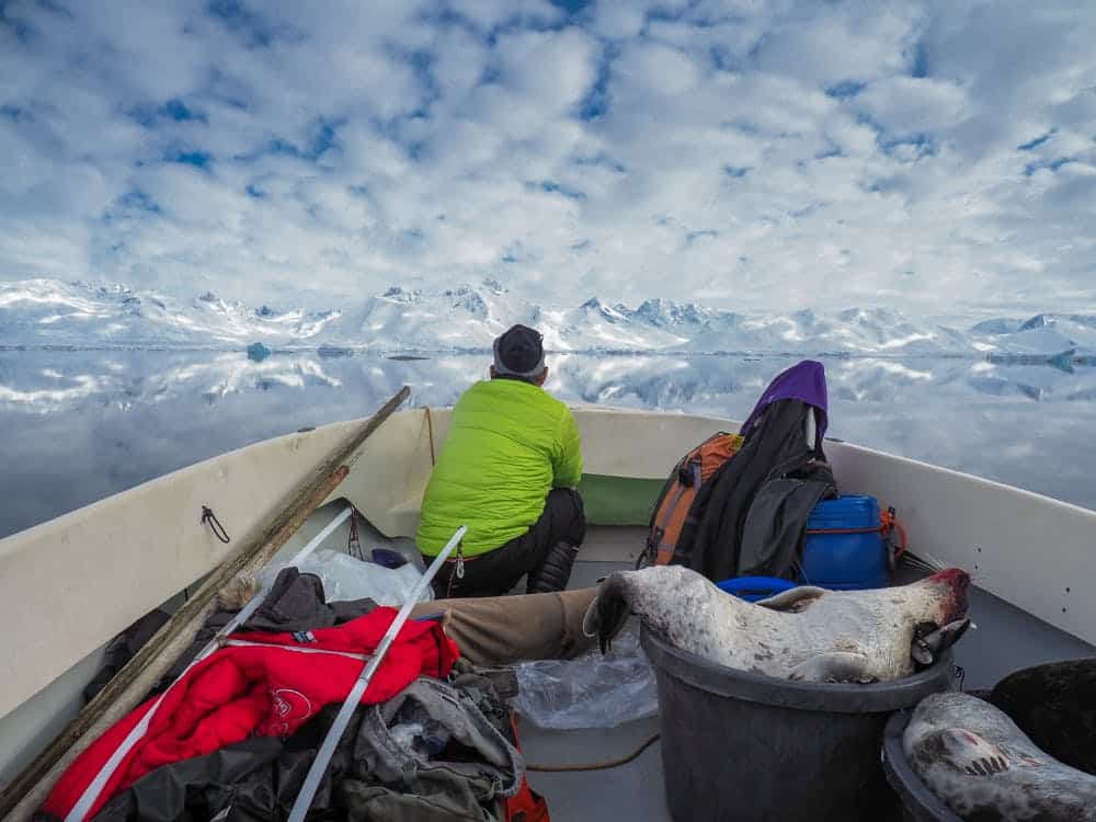 Man and dead seals on a boat sailing in the fjord in Greenland