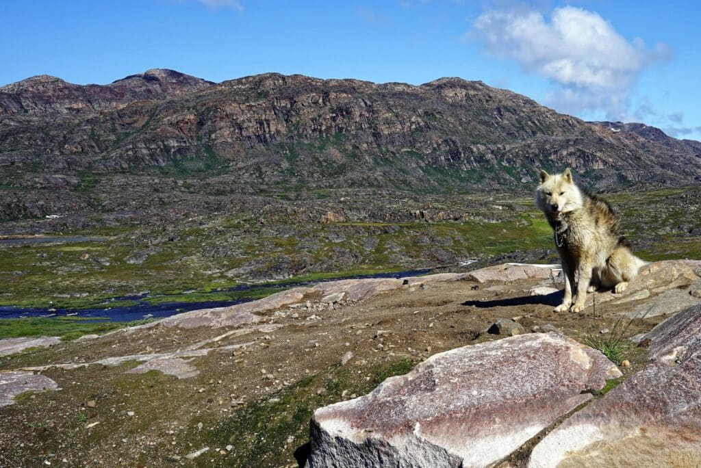 Erwachsener weiblicher Schlittenhund, der auf einem Felsen steht