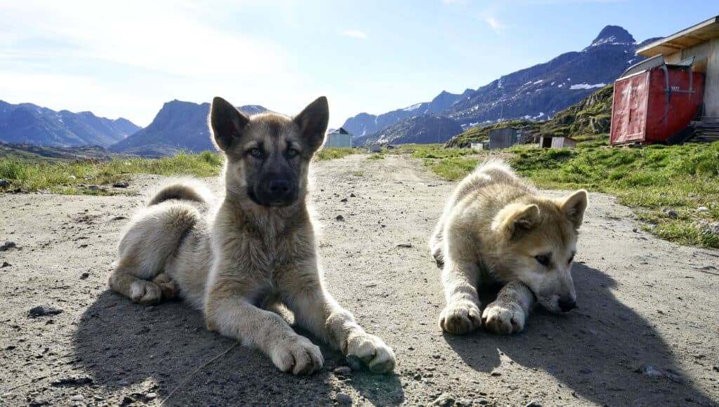 Cachorros hermanos unas semanas antes de ser atados