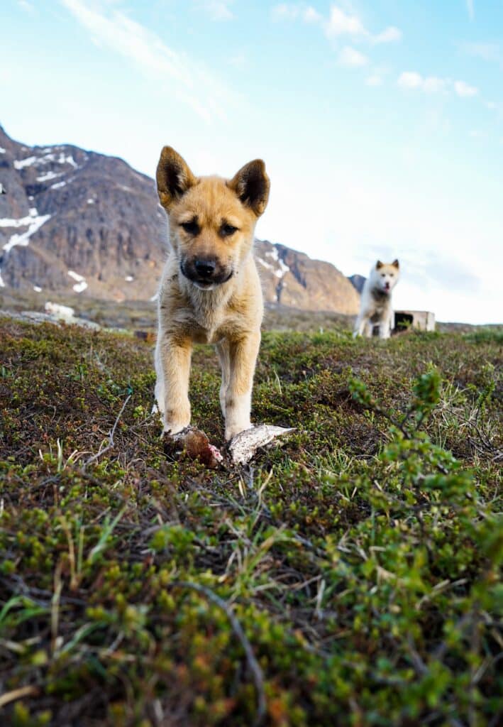 are there puppies in greenland