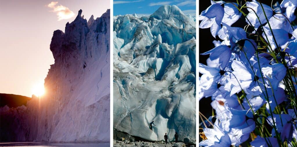 Three pictures showing a glacier from the surface of the water, two people climbing the glacier and some purple flowers