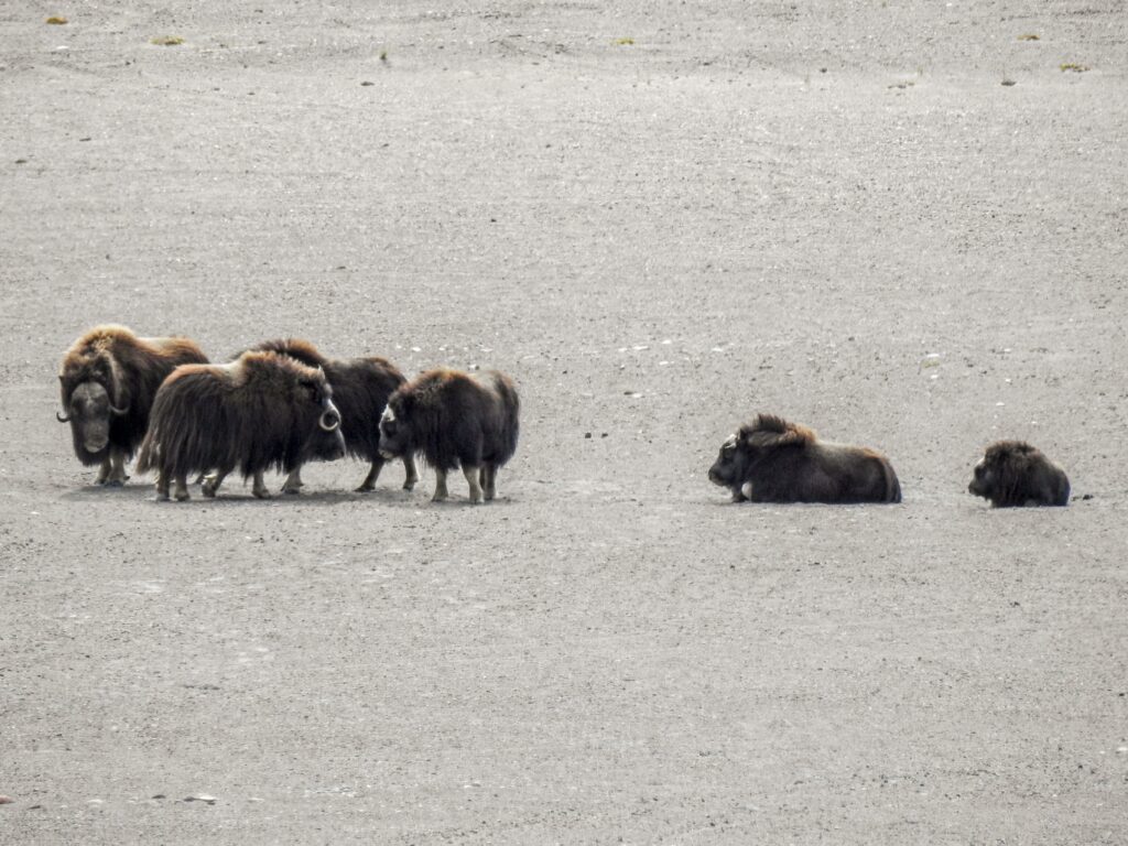 Group of musk ox in Kangerlussuaq