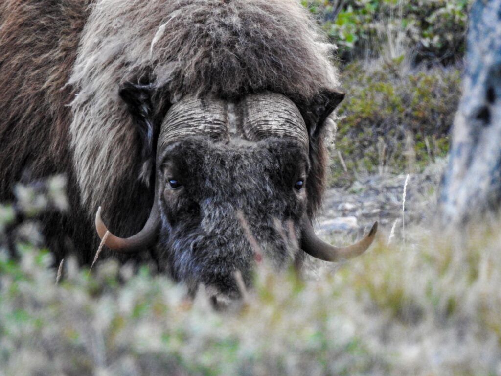 The Amazing Muskox Of Kangerlussuaq | Guide To Greenland