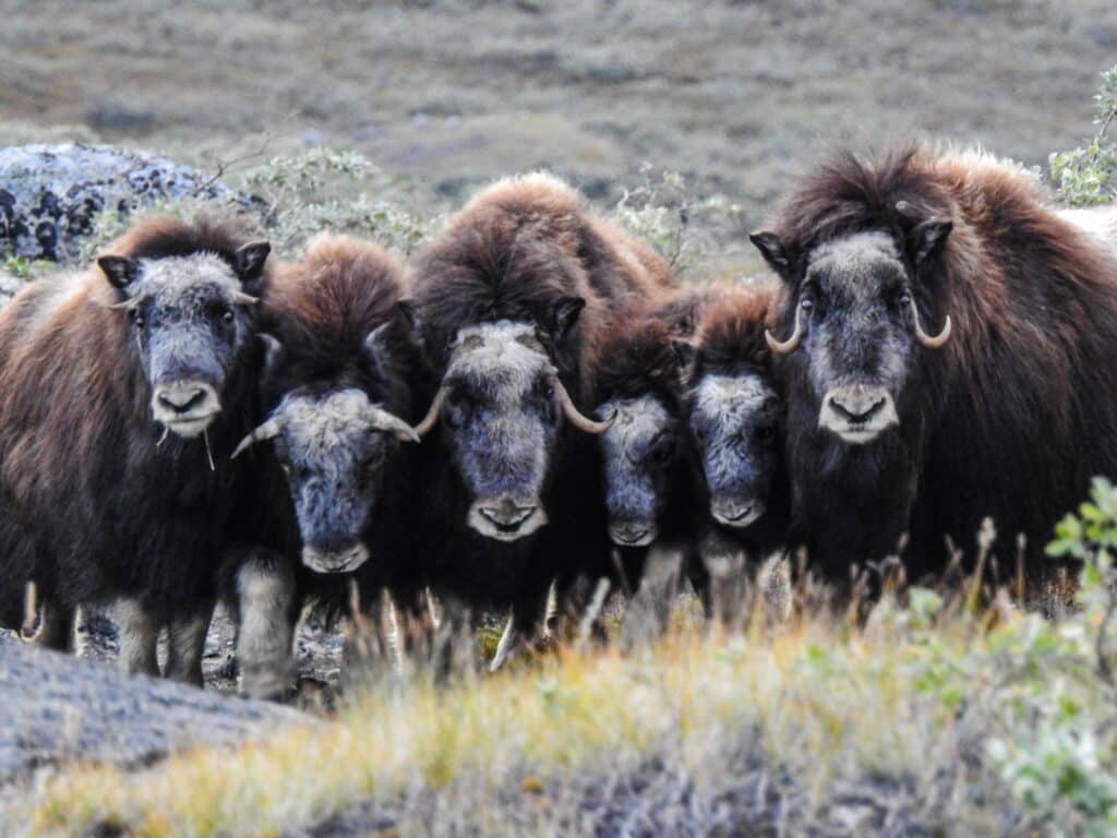 Six musk ox looking towards the camera