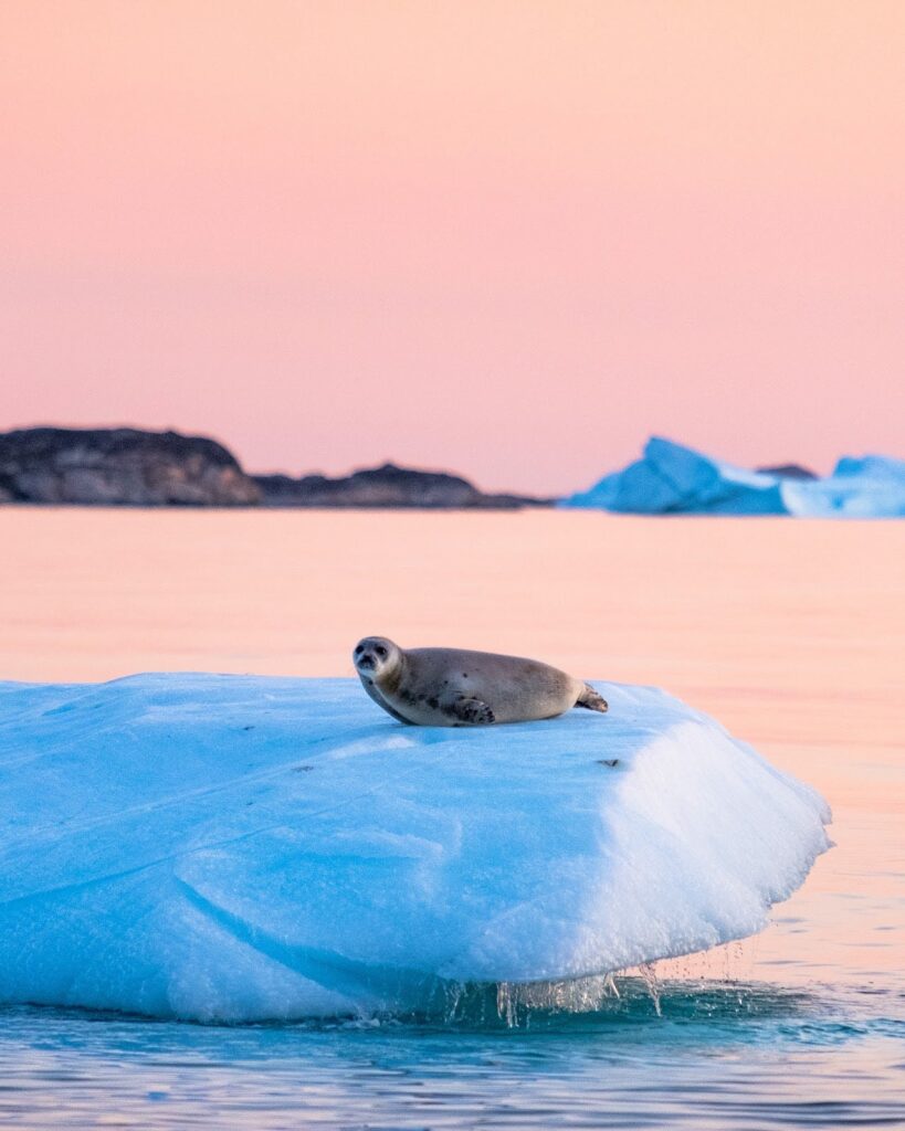 The first time I saw a seal resting on an Iceberg
