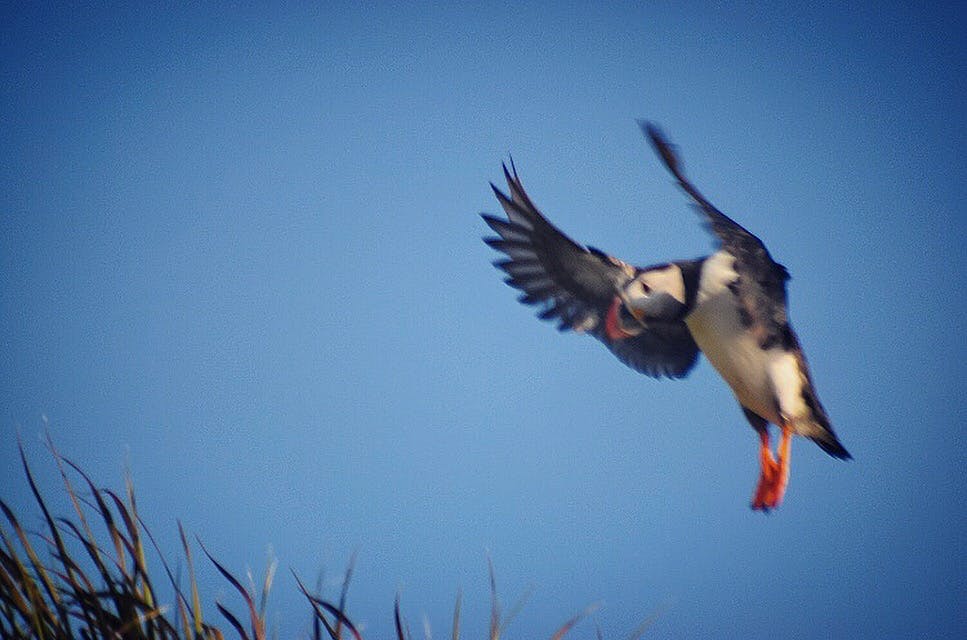 Puffin