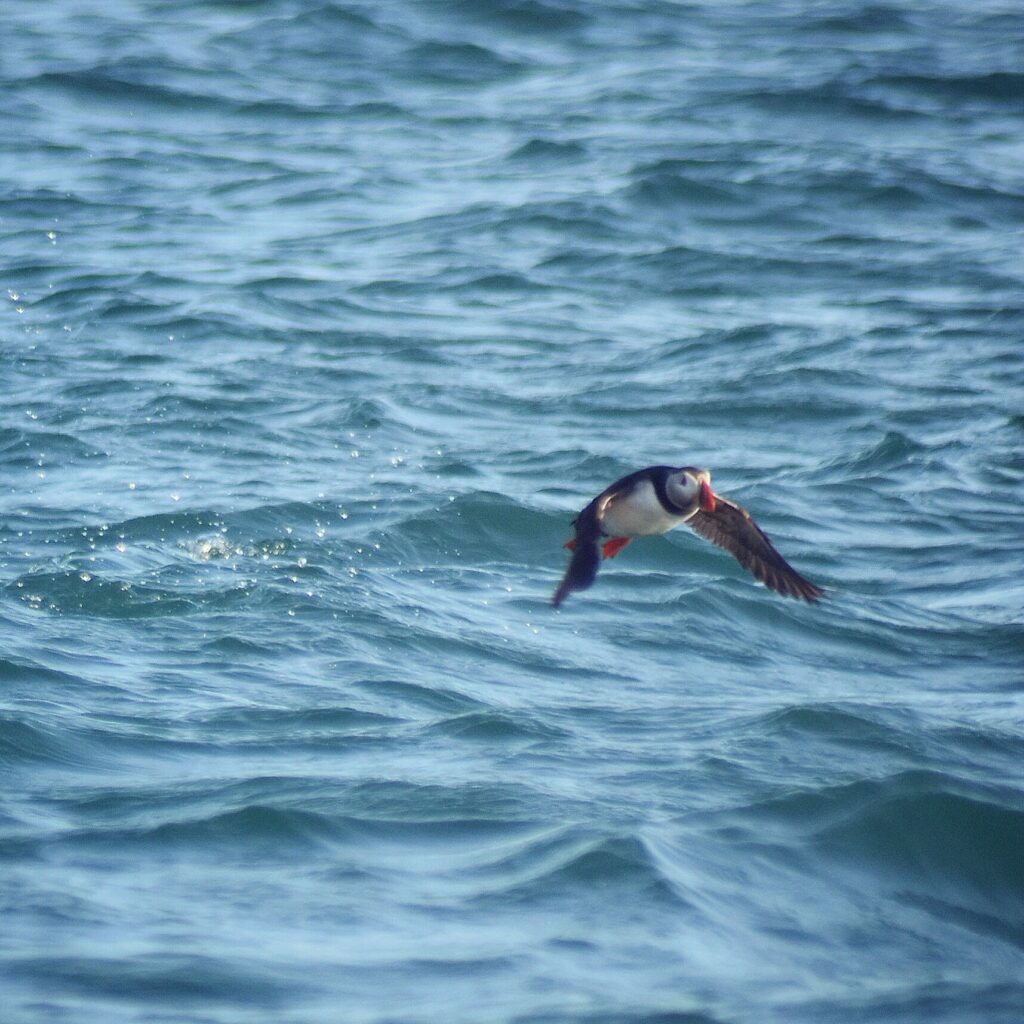 Puffin