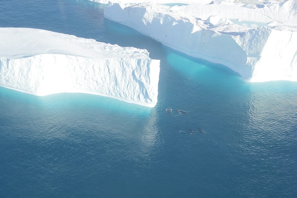 Humpback whales swimming next to enormous icebergs in Ilulissat Isfjord in Greenland