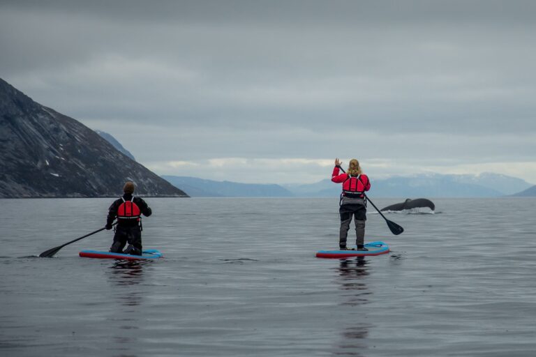 Stand up paddleboard with Whales or by Sermitsiaq waterfall | Nuuk - Image 5