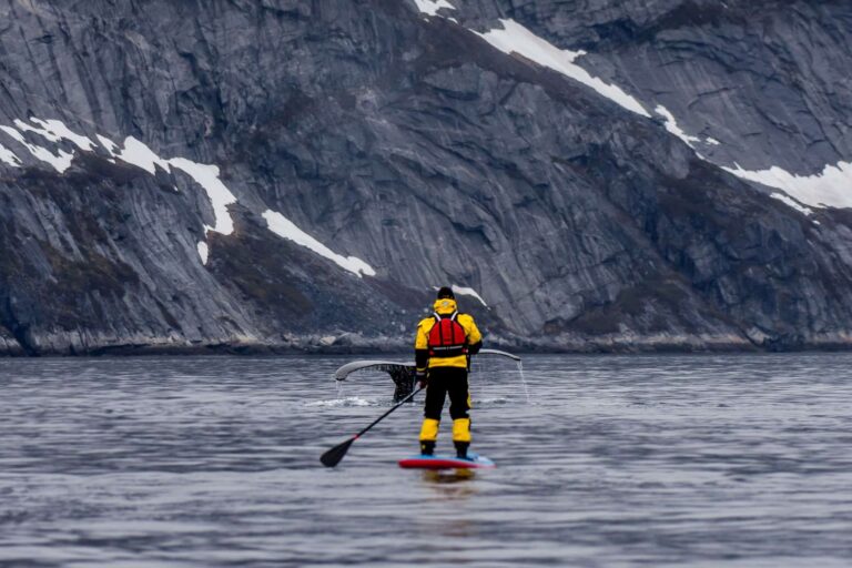 Stand up paddleboard with Whales or by Sermitsiaq waterfall | Nuuk - Image 6