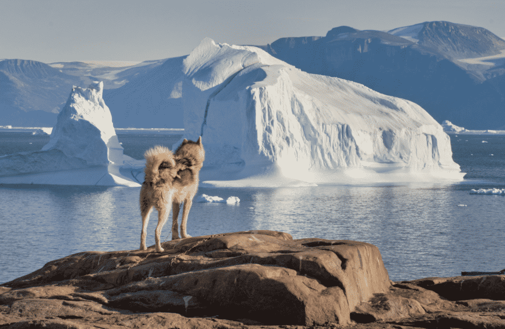 Slædehunde er overalt i Uummannaq