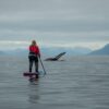 Stand-up paddlboarding with whales in the Nuuk Fjord - summer - Guide to Greenland