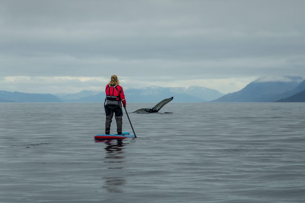 Stand-up paddlboarding with whales in the Nuuk Fjord - summer - Guide to Greenland