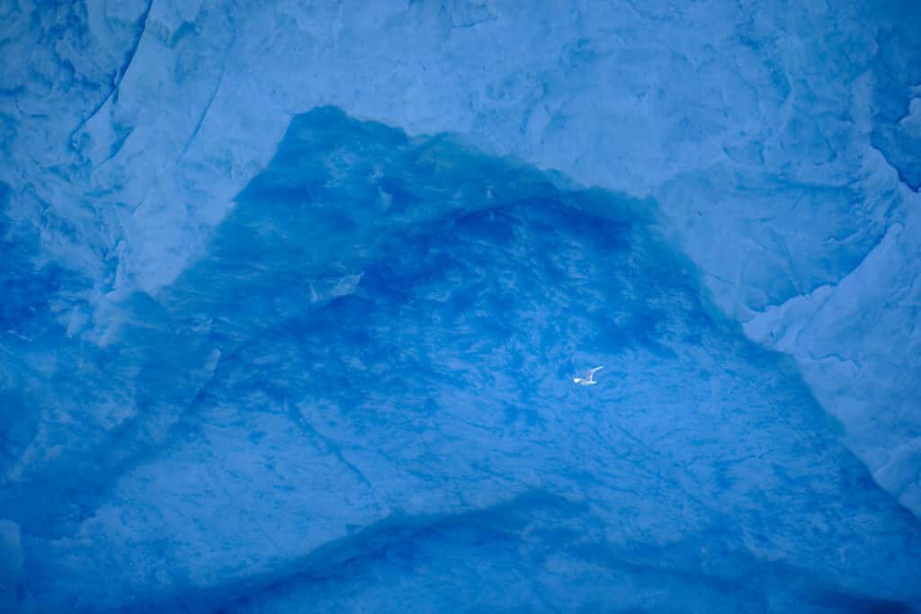 Birds and ice at the end of the Eternity Fjord near maniitsoq