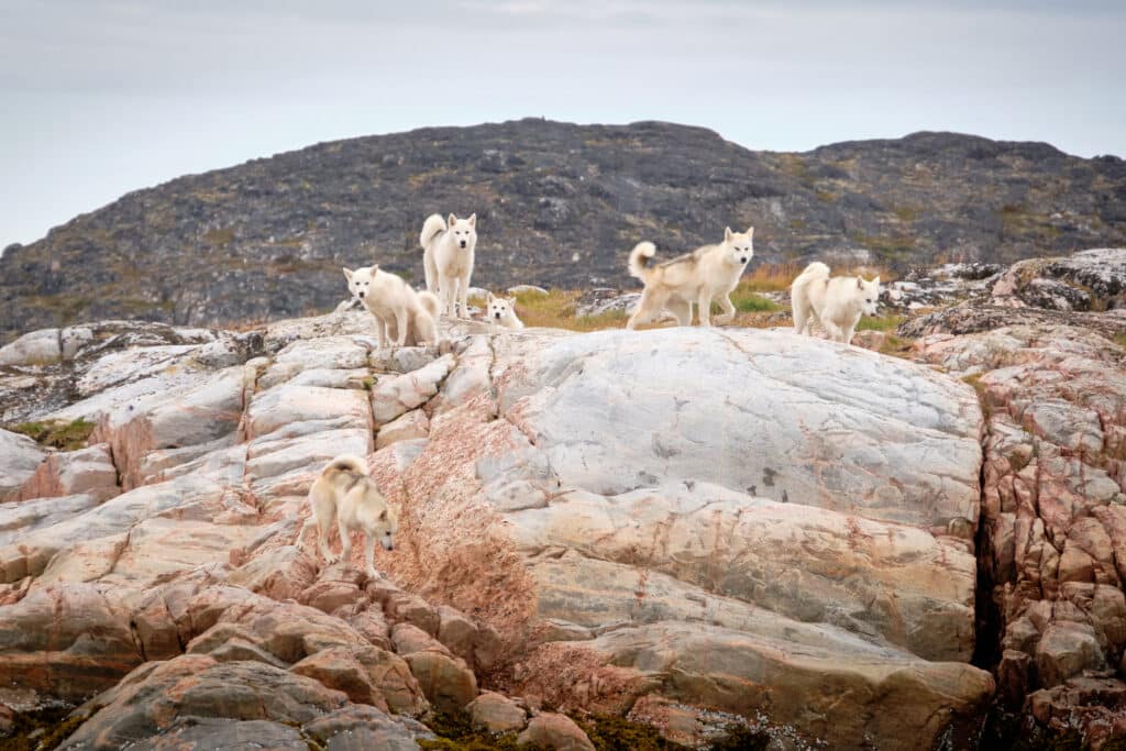 Greenlandic Sled Dogs roaming free on an island near Aasiaat