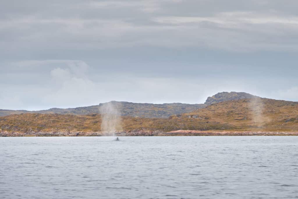 Whale blows near Aasiaat