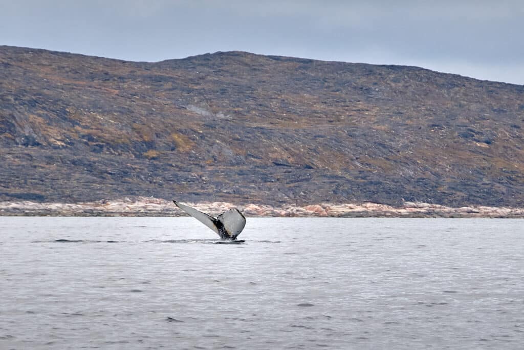 Whale tale on a whale watching tour near aasiaat