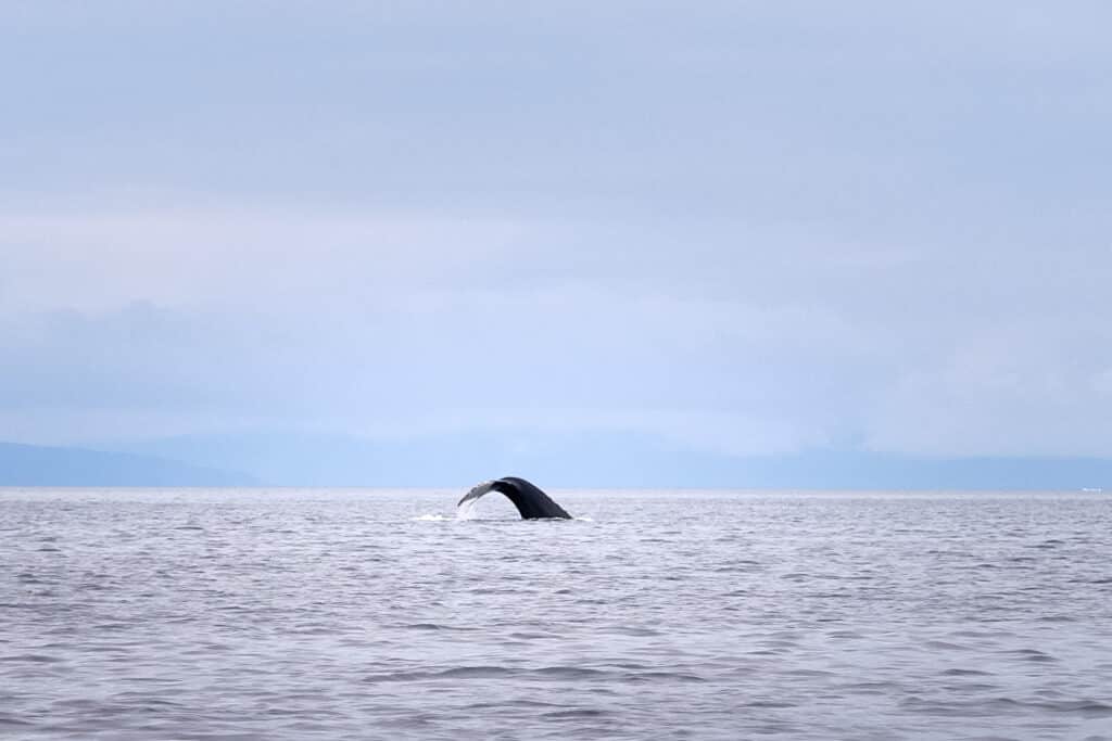 Whale til on a whale watching trip near Aasiaat