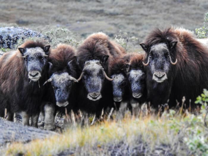 Musk-oxen near Kangerlussuaq
