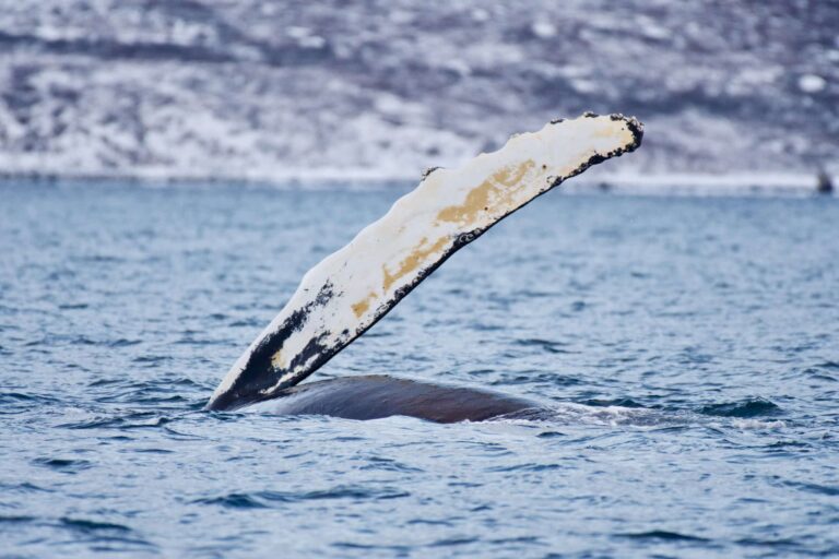 Searching for Humpback Whales among Icebergs | Ilulissat - Image 4