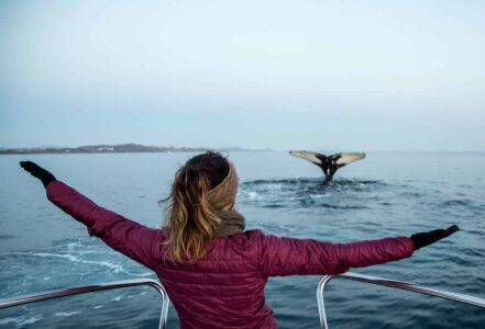 whale watching, Humback whale tail Nuuk Guide to Greenland