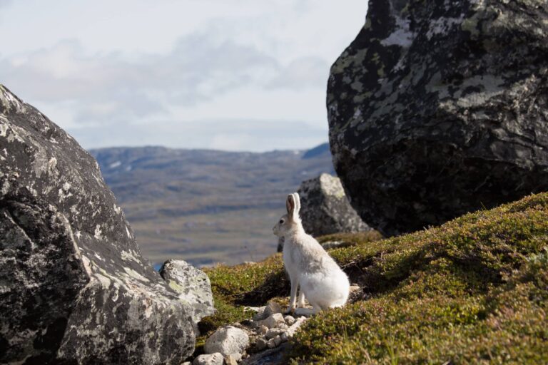 Experience Life on a Reindeer Station | 7 days | South Greenland - Image 10