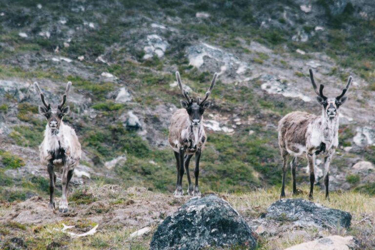 Experience Life on a Reindeer Station | 7 days | South Greenland - Image 3