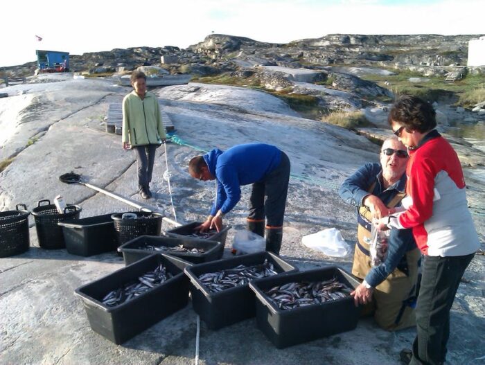Ammasette (Greenlandic name for the small fish) in buckets