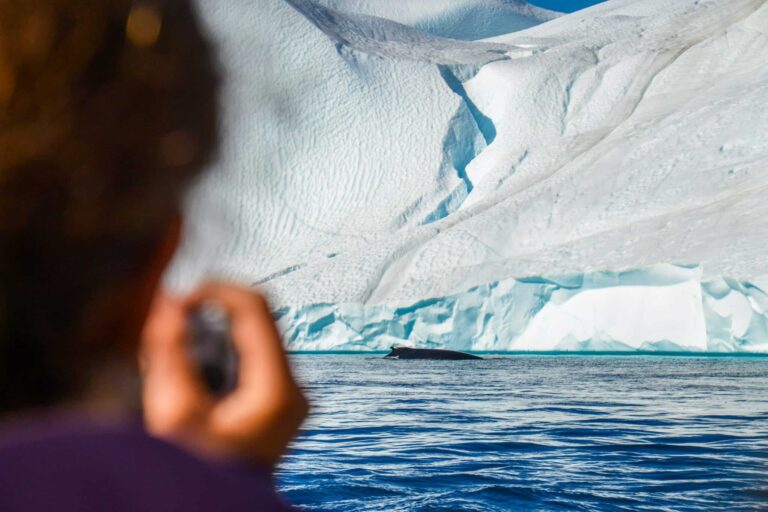 Searching for Humpback Whales among Icebergs | Ilulissat - Image 5