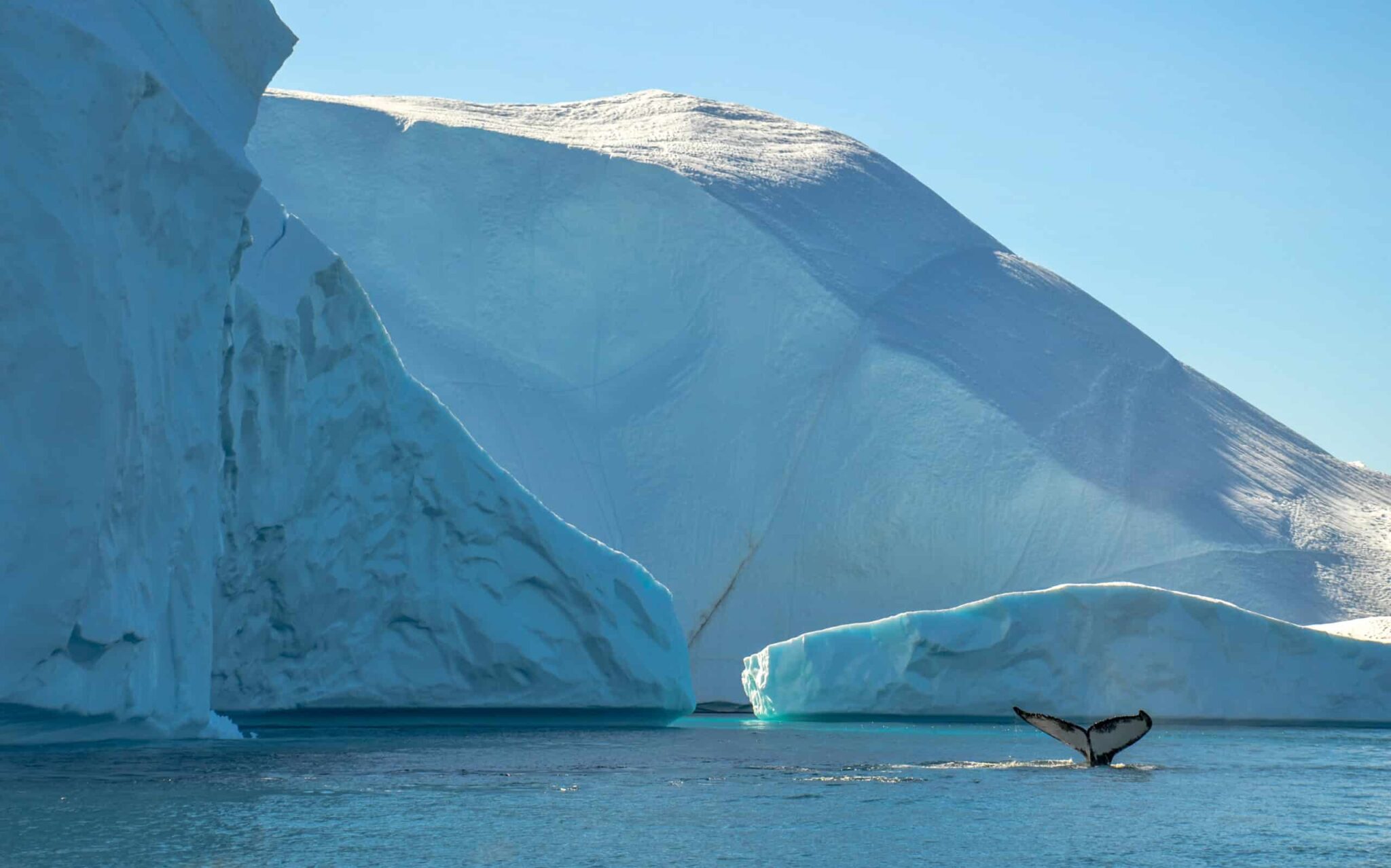 Sail With The Whales With An Open Boat Ilulissat Disko Bay Guide sail-with-the-whales-with-an-open-boat-ilulissat-disko-bay-guide