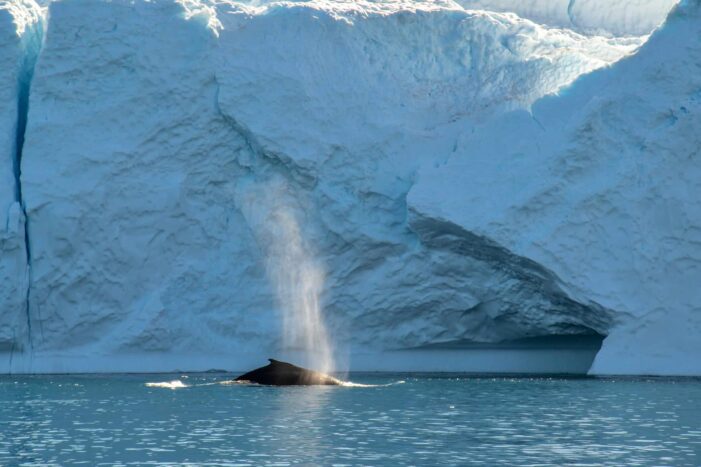 Searching for Humpback Whales among Icebergs | Ilulissat