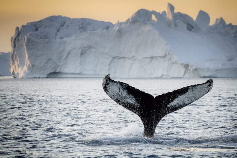 Nuuk & Ilulissat tour I 10 days - Image 5