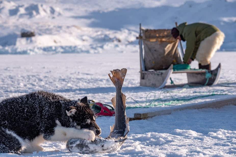 Dogsledding expedition to remote village | 4 days | Uummannaq - Image 3