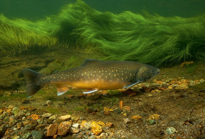 Arctic-Char-in-Greenlandic-river-by-Dan-Bach-Kristensen Arctic-Char-in-Greenlandic-river-by-Dan-Bach-Kristensen