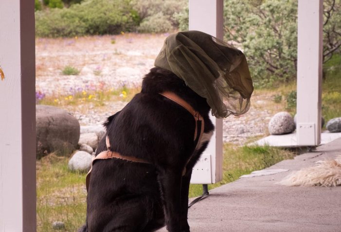 Even-the-dogs-wear-head-nets-in-Greenland-summer-Guide-to-Greenland Even-the-dogs-wear-head-nets-in-Greenland-summer-Guide-to-Greenland