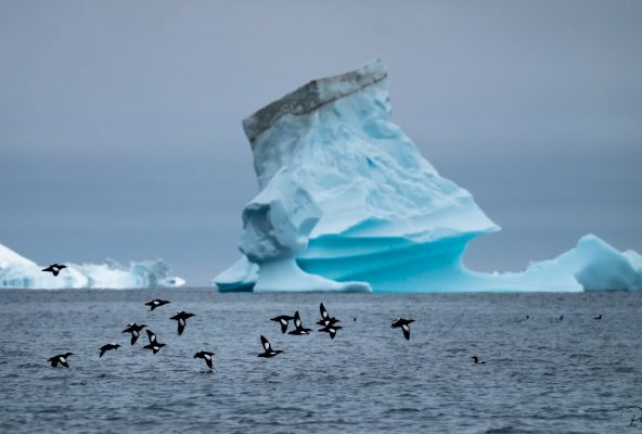 Greenland – A Nature Paradise for Photo Enthusiasts – Guide to Greenland3 Greenland - A Nature Paradise for Photo Enthusiasts - Guide to Greenland3