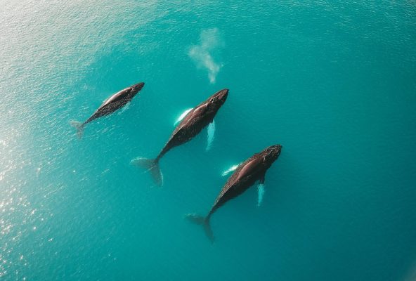 Ilulissat – Gargantuan icebergs, whale filled fjords and fascinating Inuit hunters – Guide to Greenland5 Ilulissat - Gargantuan icebergs, whale filled fjords and fascinating Inuit hunters - Guide to Greenland5