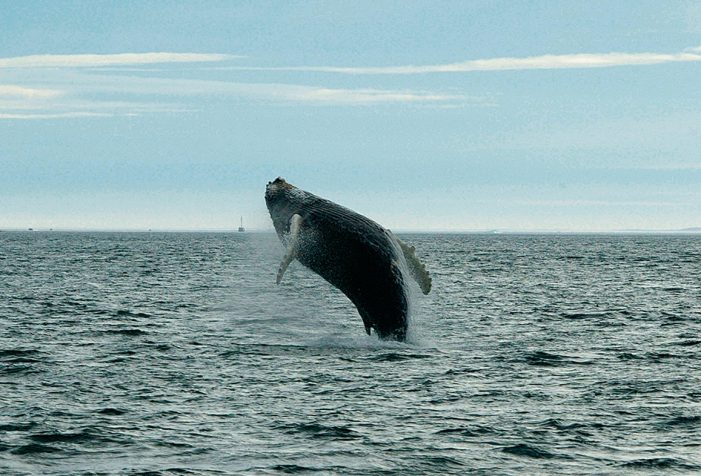 Jumping Humpback whales by Carsten Egevang Jumping Humpback whales by Carsten Egevang