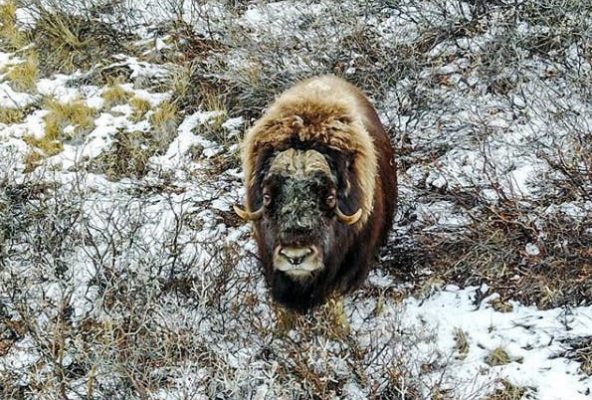 Muskoxen and Men – The Inuit Hunting Tradition – Guide to Greenland1 Muskoxen and Men - The Inuit Hunting Tradition - Guide to Greenland1
