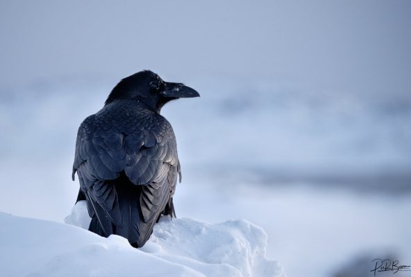 Photographing wildlife in Greenland – Guide to Greenland1 Photographing wildlife in Greenland - Guide to Greenland1