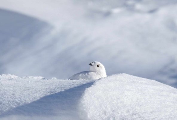 Ptarmigan hunting and why I love the fall in Nuuk! – Guide to Greenland7 Ptarmigan hunting and why I love the fall in Nuuk! - Guide to Greenland7