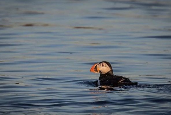 Puffins-in-Greenland-_-Guide-to-Greenland-Ina5 Puffins-in-Greenland-_-Guide-to-Greenland-Ina5