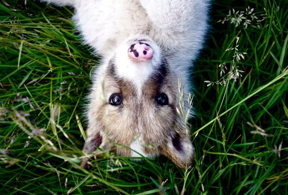 The Greenlandic Husky…and the puppies – Guide to Greenland4 The Greenlandic Husky...and the puppies - Guide to Greenland4