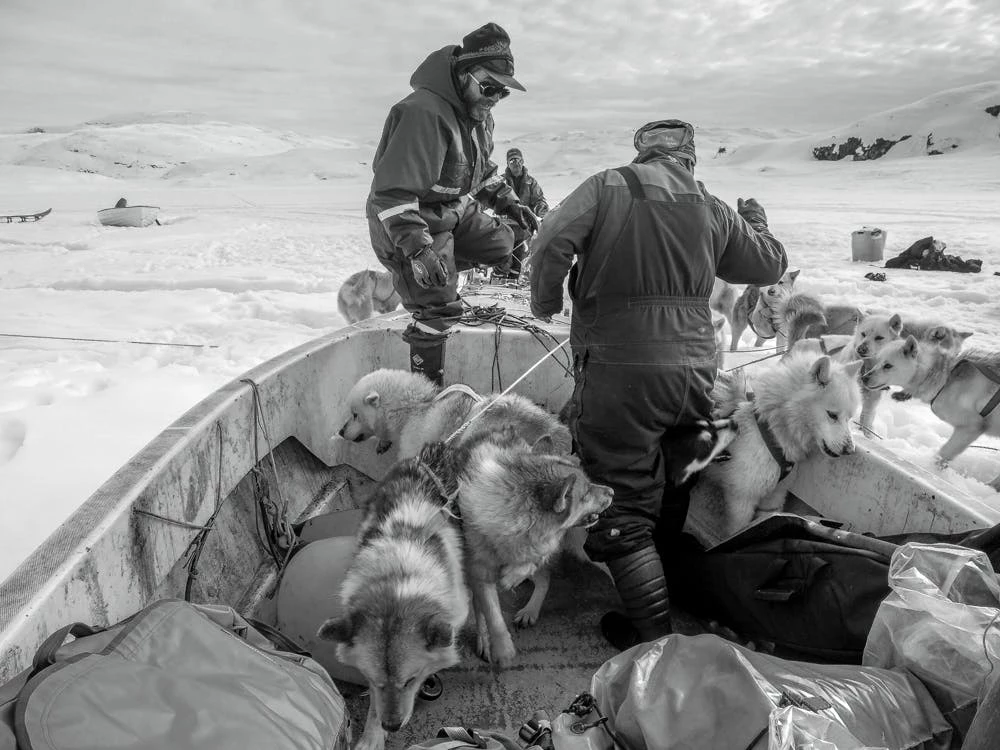 Man and his sled dogs getting on a boat