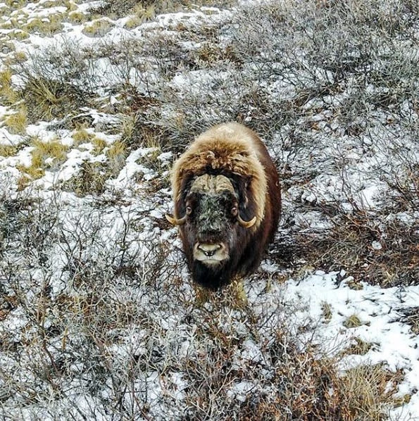Musk ox looking into the camera