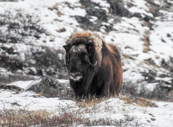 A lonely musk ox in the wild