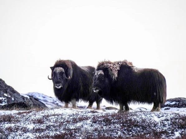 Two musk ox in Greenland