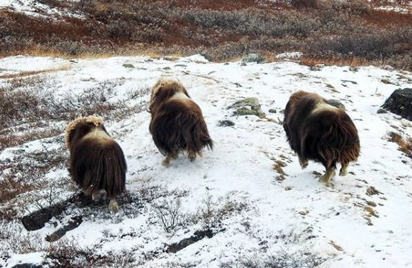 Three musk ox running
